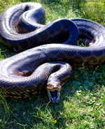 Anaconda rescatada en Nueva Palmira; llegó en un barco desde Paraguay