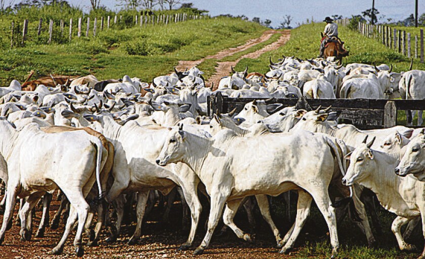 BLOOMBERG NEWS - JBS SWIFT - F - A cowboy gathers Nelore cattle at the Zenith III farm near Alta Floresta, Brazil, on March 16, 2007. J&F Participacoes SA, which controls JBS SA, Latin America's biggest meat producer, agreed to acquire Swift & Co. of the U.S. for $225 million in cash to create the world's largest beef and pork processor. Photographer: Paulo Fridman/Bloomberg News. JBS SWIFT. PEON ARREANDO CEBUES, GANADO VACUNO, GAUCHO, CEBU . - ALTA FLORESTA - MATO GROSSO - BRAZIL - PAULO FRIDMAN - PF/AH