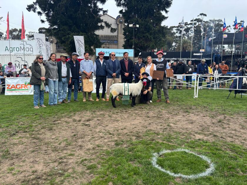 Gran Campeona Hembra PO Suffolk 2025.