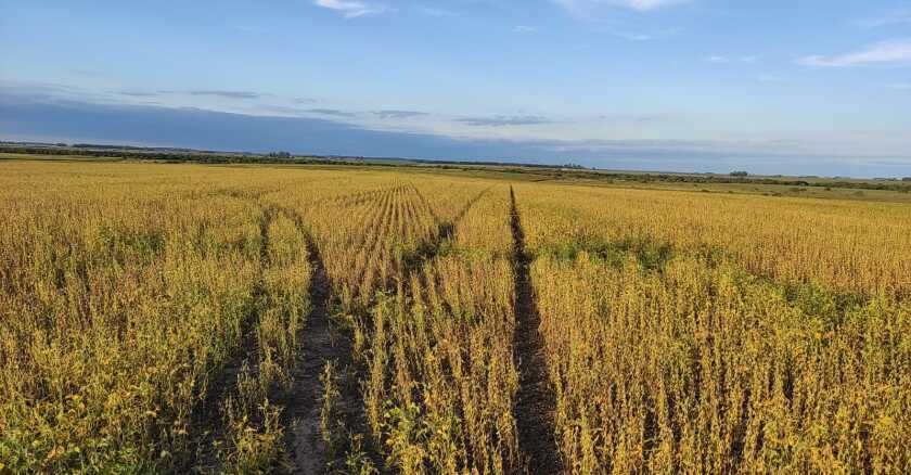 Cultivo de soja.