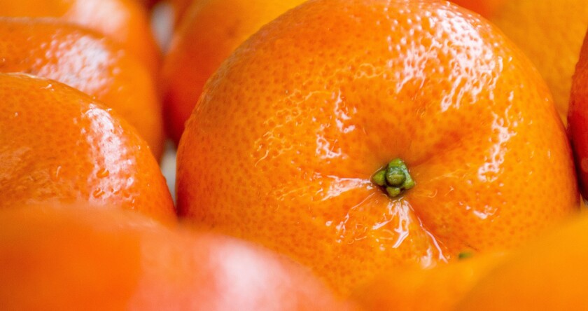 Citrus 3 ok.jpg