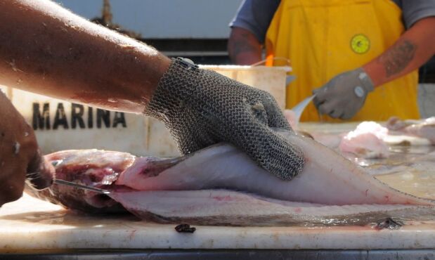 Uruguay apuesta a vender a países del sur africano. Foto: R. Figueredo