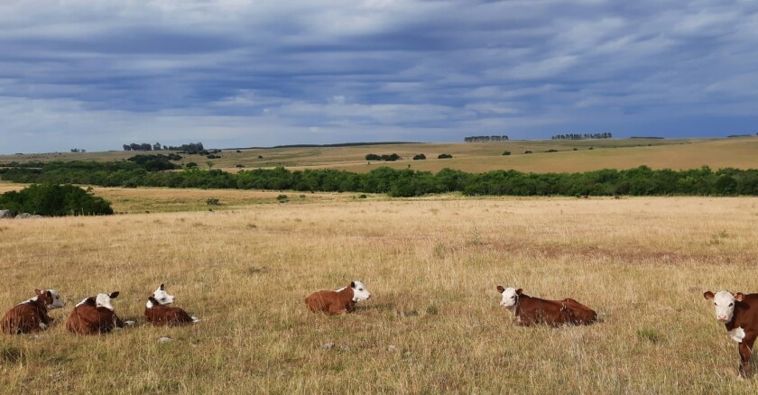 Campo natural.