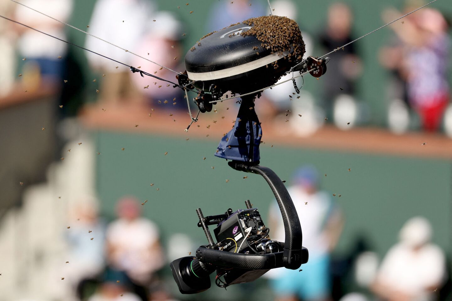 Las abejas en la spider cam de Indian Wells.