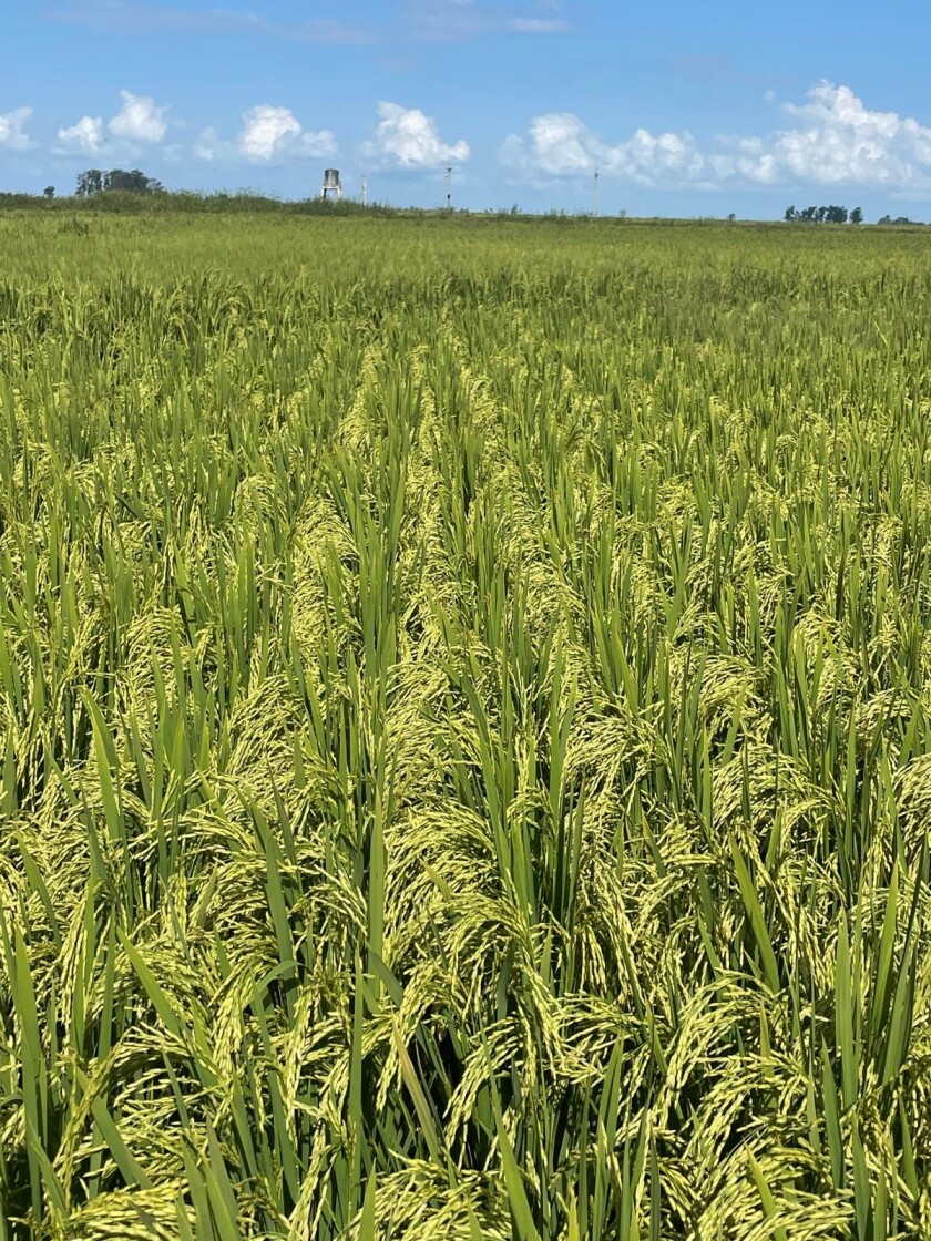 Chacras de arroz.