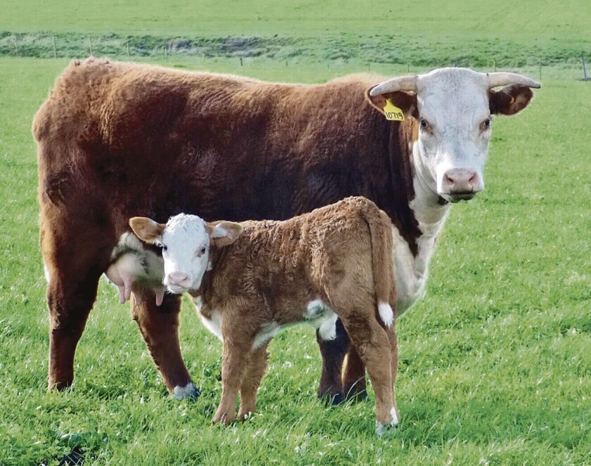 vaca-con-cria.jpg
