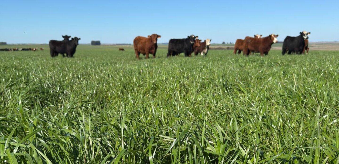 El año para sembrar pasturas: relación muy favorable para pagar esta inversión con kilos de carne o litros de leche