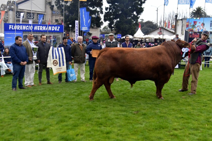 Gran Campeón Limangus