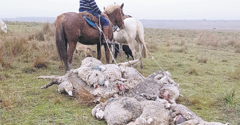 Ataque de jaurias de perros a ovejas