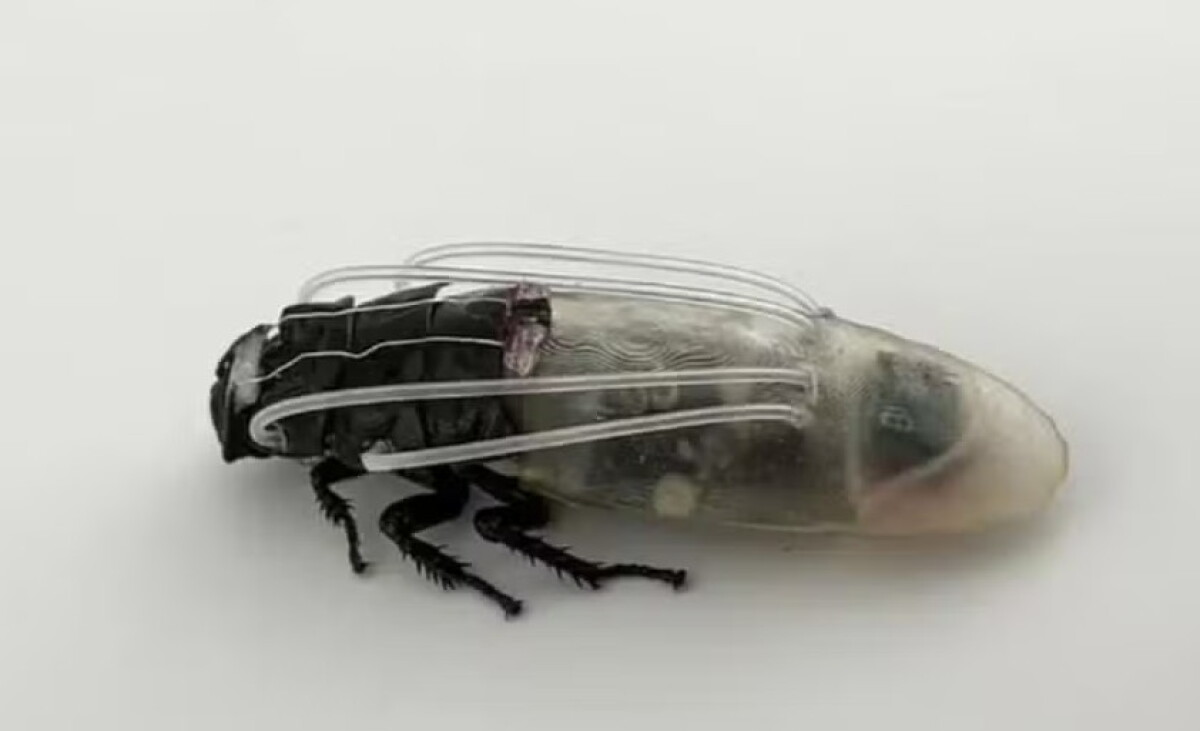 La tecnología permite que los insectos controlados a distancia sobrevivan hasta tres horas sin oxígeno.