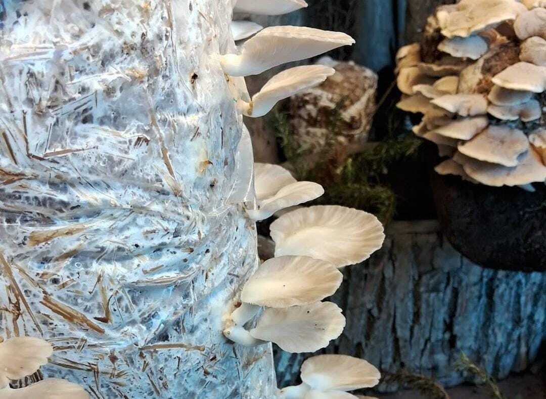 Hongos