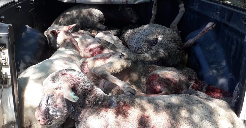 Ataque a ovinos por parte de perros