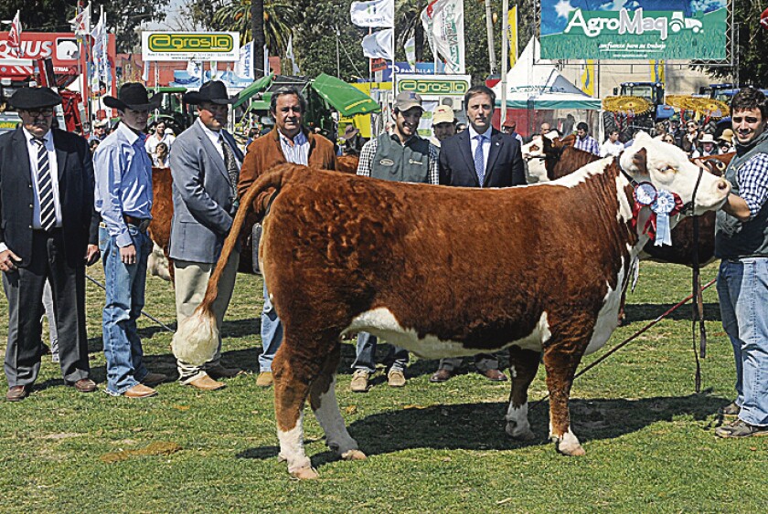 Gca Polled