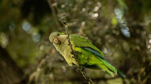 Cotorra Verde