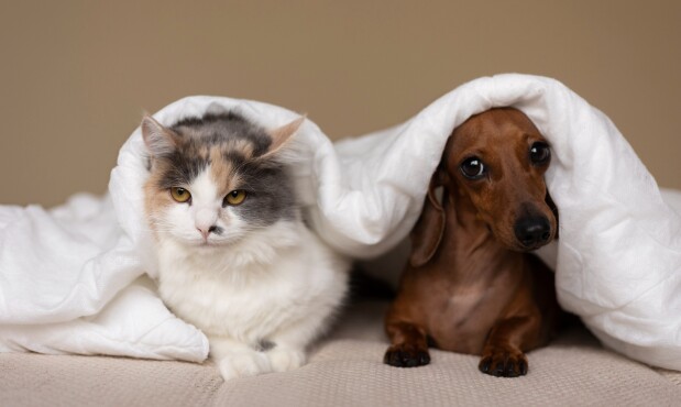 Gato y perro tapados con un acolchado.