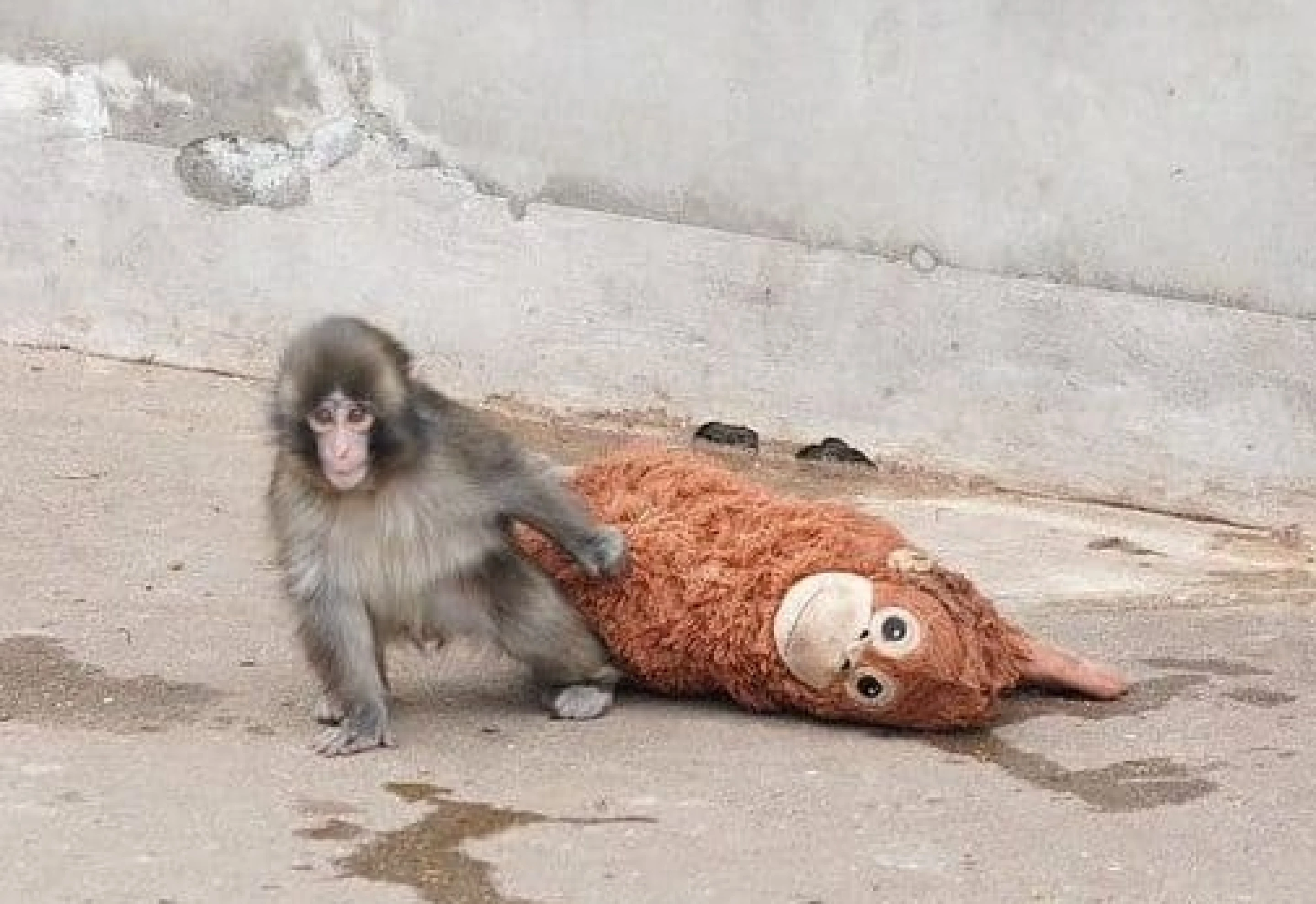 Pachu Mono La historia de Punch, el mono viral que encontró refugio en un peluche ...