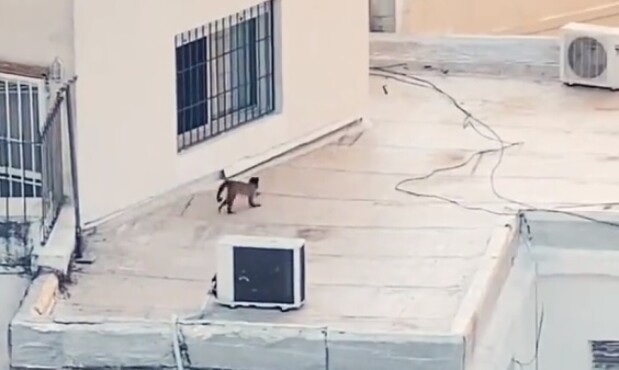 El mono Ricky recorriendo azoteas en el barrio de Pocitos en 2022.