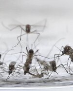 Aedes Aegypti mosquitos