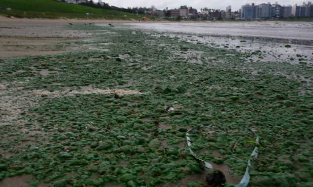 Cianobacterias en las playas de Montevideo. Foto: Francisco Flores.