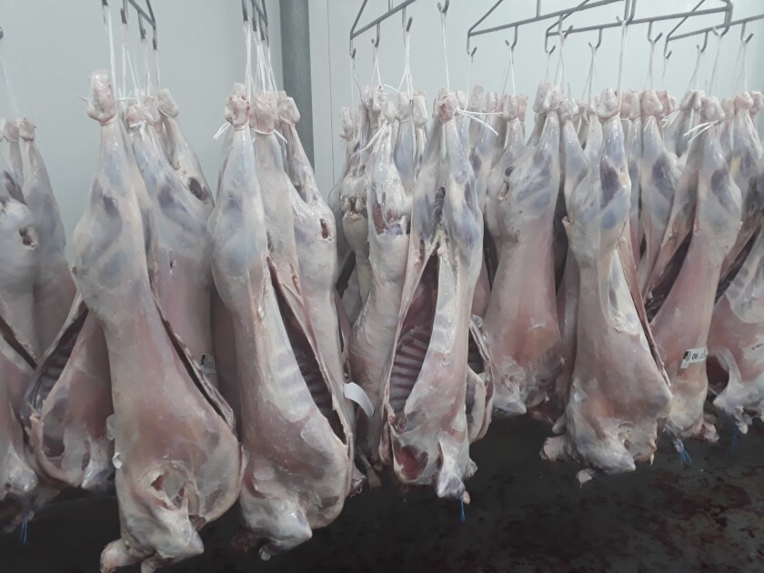 Faena corderos, carne ovina, faena ovina
