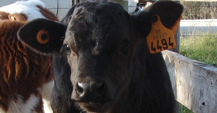 Aberdeen Angus, Angus, Ganado, Ganadería, ternero, trazabilidad, caravana
