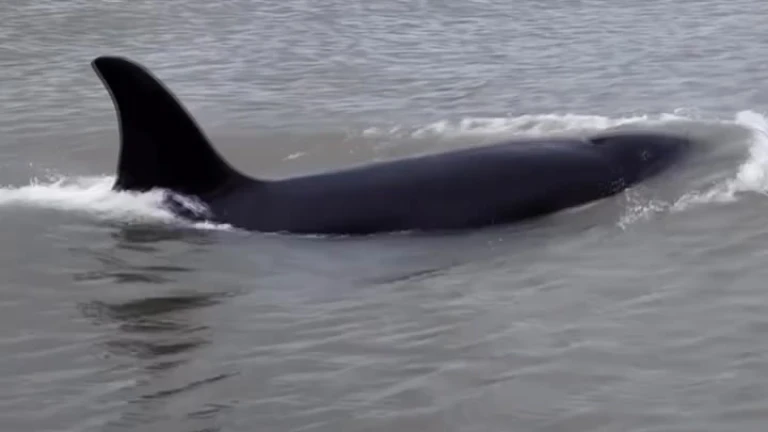 Orcas navengando en costa de La Paloma
