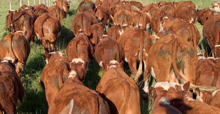 ganado gordo, mercado ganadero, mercado de haciendas, vacas, ganado