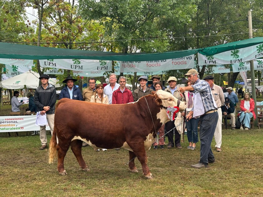 Gran Campeón Hereford Expo Durazno 2025.