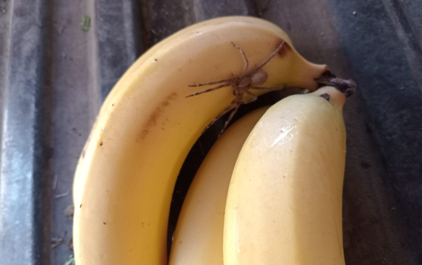 Araña del banano encontrada en el departamento de San José.