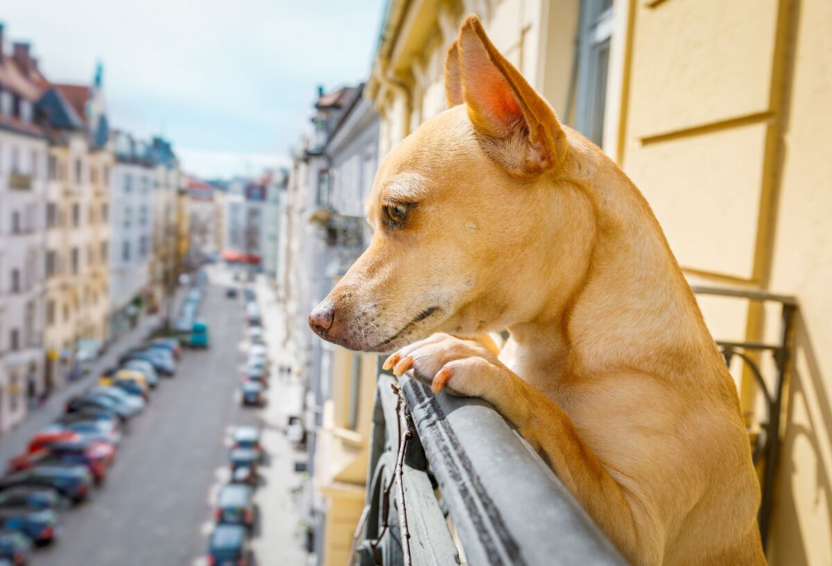 Perro en el balcón de una casa.