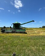 Inicio de cosecha de arroz 2024 en lo de Karol Pinczak