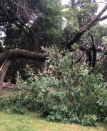 Árboles caídos tras el fuerte temporal registrado en Uruguay el 17 de diciembre de 2023.