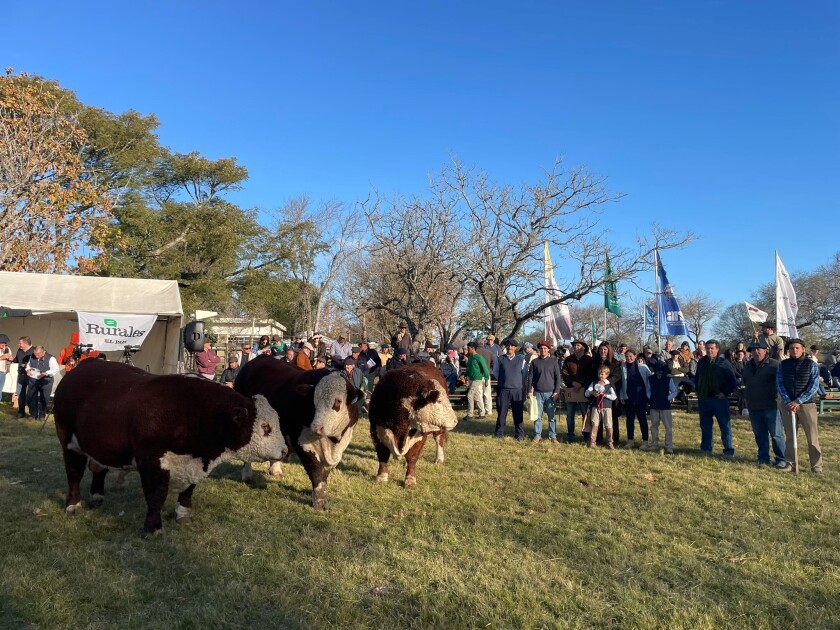 El Lote Campeón de Pedigree lo expuso Santa María del Arapey y fue el 26. De allí salió el Toro Copa de Honor de la 4a Nacional Hereford: el RP 6724, un animal que refleja lo que se busca en la raza: Muchísima carne, un ejemplar muy largo y con números de EPD espectaculares.