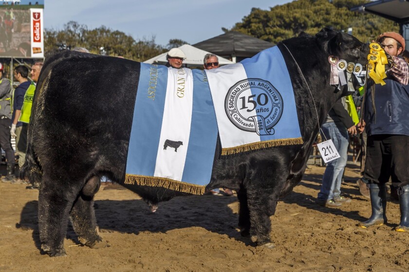 gran-campeon-macho-angus.jpg