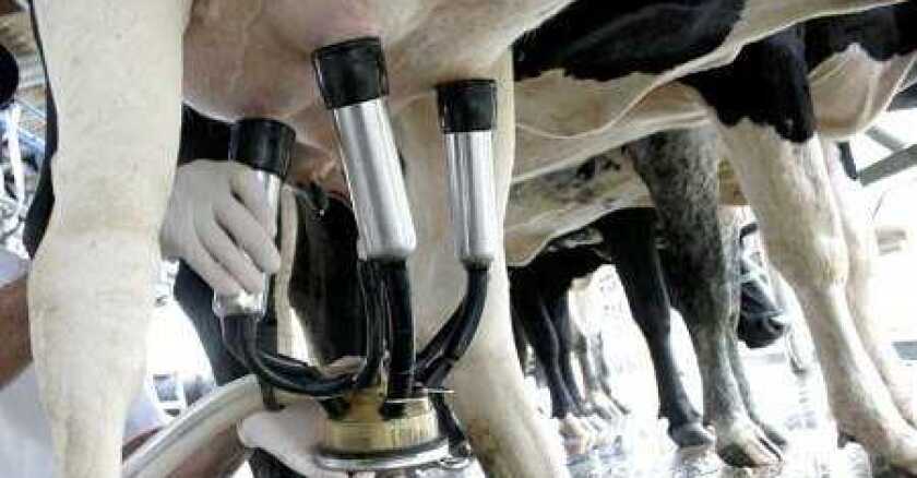 La mayor parte de la leche que produce Uruguay se exporta al mundo.