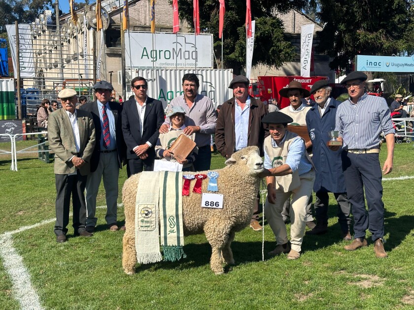 Gran Campeón PO Romney Marsh 2025.