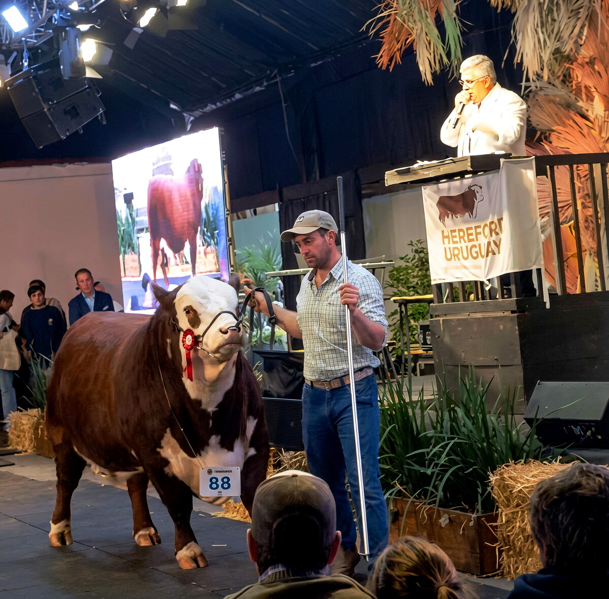 Ventas en Expo Prado: destaque para toro Hereford de Ganadera Inquieta que cotizó a US$ 40.000