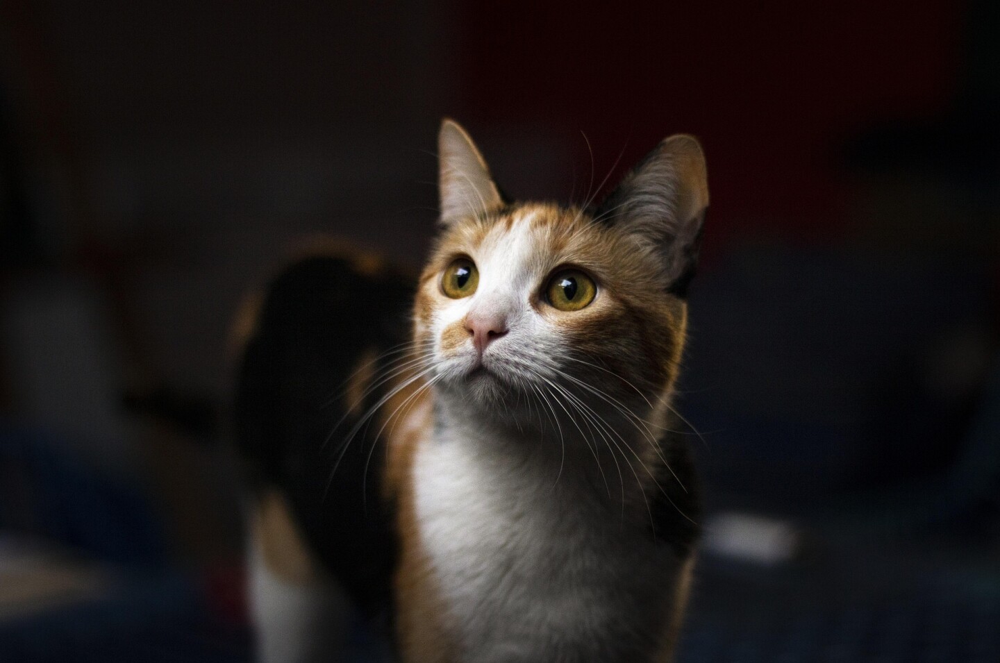 Gato.jpg