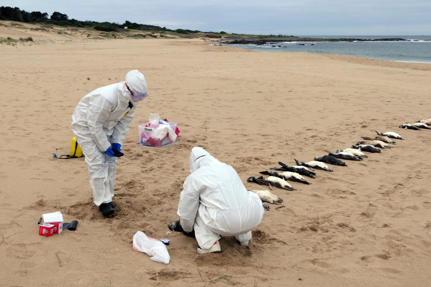 Equipo del Ministerio de Ambiente toma muestras de pingüinos muertos en la costa de Maldonado