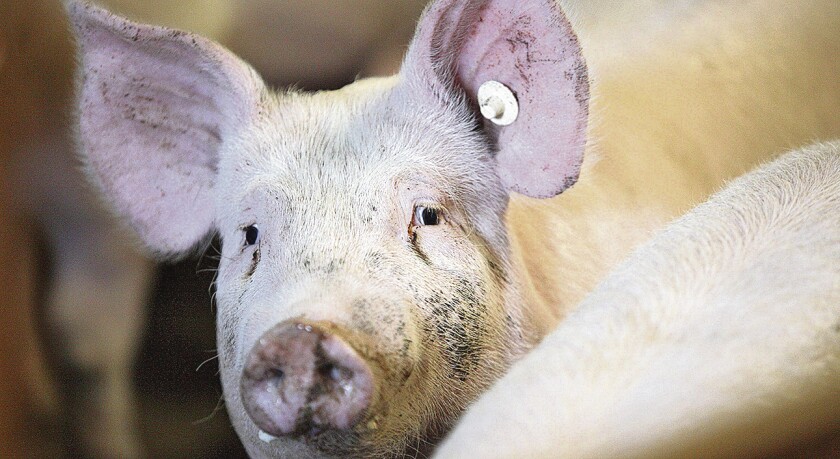 AUMENTAN A 4.700 LAS GRANJAS CERRADAS POR PIENSOS CONTAMINADOS CON DIOXINAS