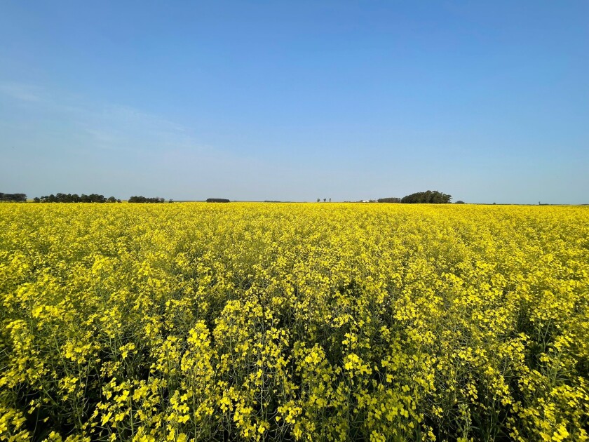 Canola