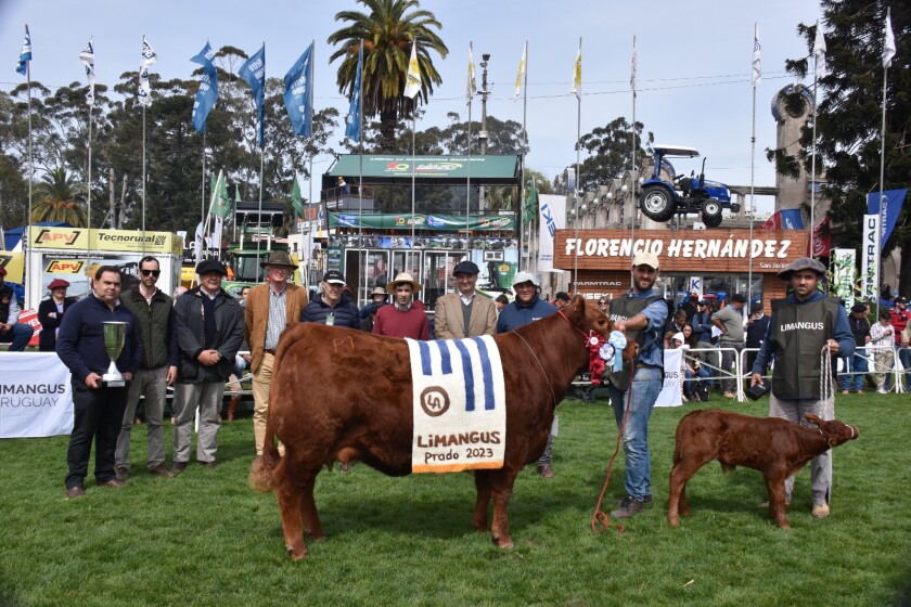 La Gran Campeona fue la Campeona Vaquillona expuesta por Gilberto Porta Leivas.