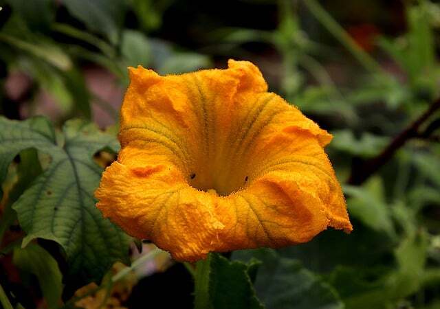 Flor de calabaza. Foto: Pixabay