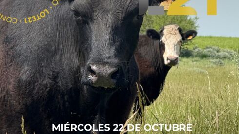 Remate de Lote 21