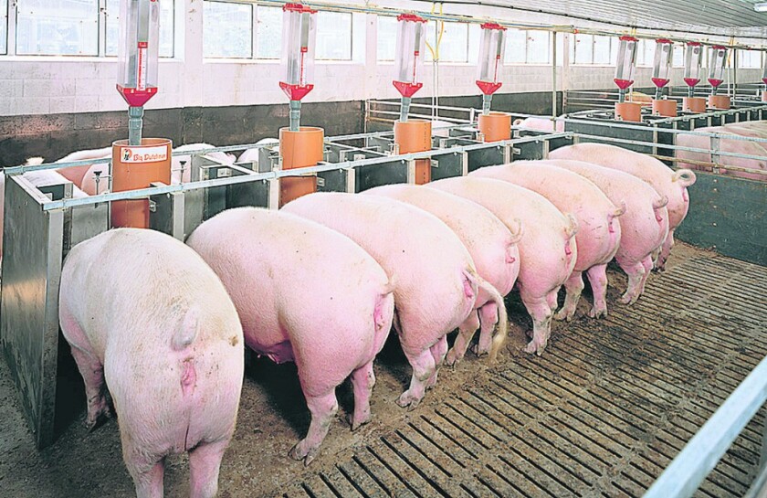 imagen-criadero-cerdos-moderno1-1024x664.jpg