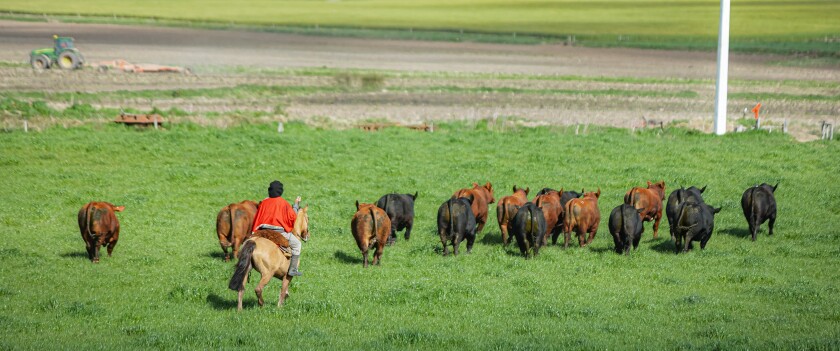 Toros se van.jpg