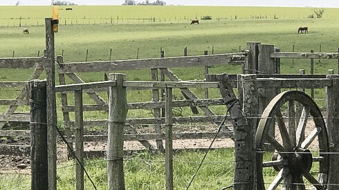 Es posible que la próxima administración del INC no haga uso de la venta de campos..jpg