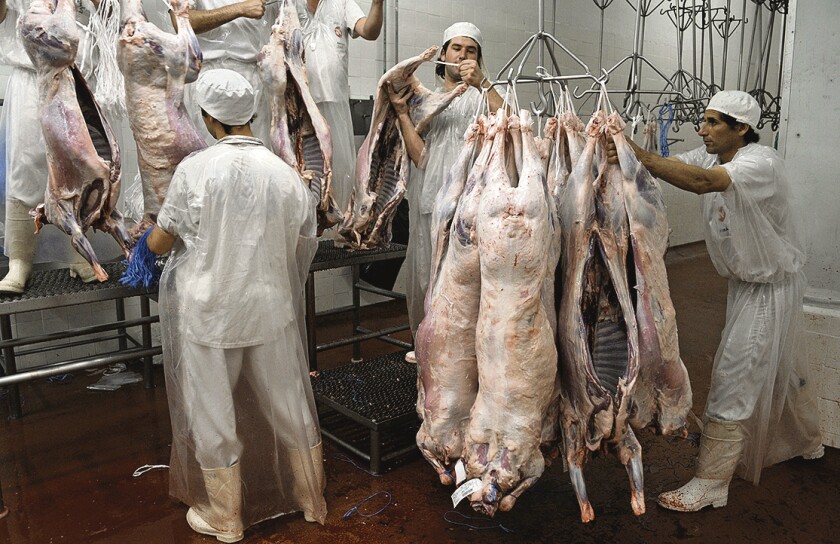 Carne ovina en planta. Foto: Rurales El País.