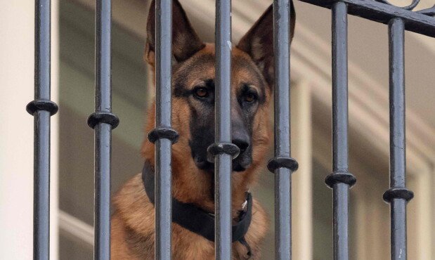 Commander, el perro mordedor de la familia Biden, fue expulsado de la Casa Blanca