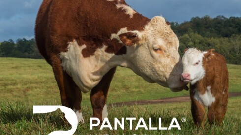 Previa Gan Hereford.jpg